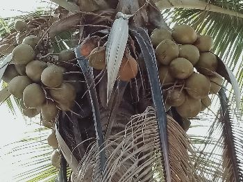 Coconut tree in our farm