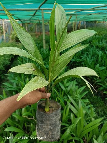 Hybrid aricanut plant (supari)