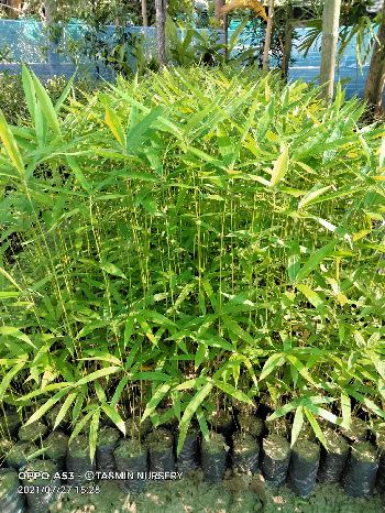 Sticktus bamboo plants