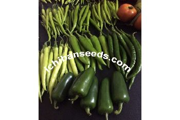 ICHIBAN SEEDS-vegetable seeds