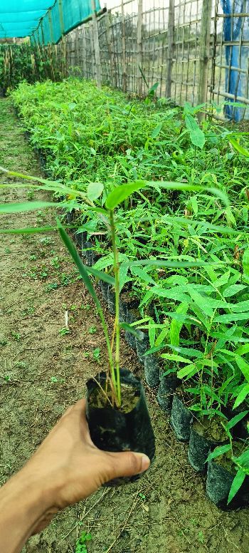 Bambusa tulda plant