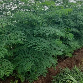 Actual pictures of farm showing  Moringa plants