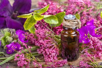 Essential Clary Sage Oil