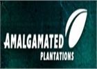 Amalgamated Plantation Pvt. Ltd