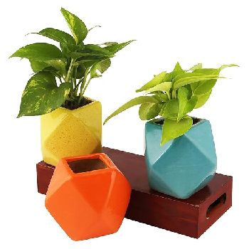 Pot and Planter Stock