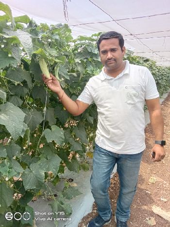 Executive Director Rahul Ghodekar on Cucumber Field