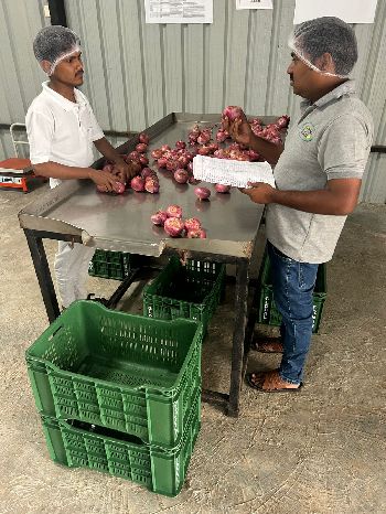 Sorting and Grading of Onion
