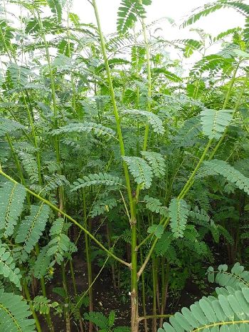Sesbania agase tree fodder