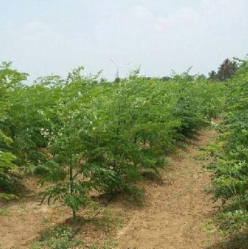 Moringa seeds supoluers