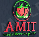 Amit Strawberry Plants Nursery Logo