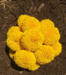 marigold fresh flowers Logo
