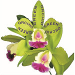 GREEN ORCHID