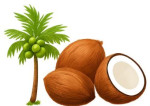 Suba Coconut Merchant