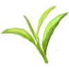 Indian Tea Exporters Logo