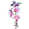 Alia Orchid Care