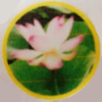 Lotus Association Logo