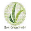 Evergreen Herbs