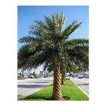 RG nursery date Palm trees wholesale supplies Logo