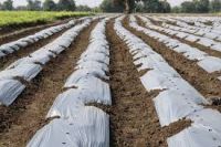 Agricultural Nets, Mulch Films & Crop Covers