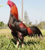 Aseel Chicken