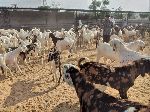 Royal Goat Farm Pvt Ltd Ajmer Rajasthan