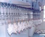 Poultry Processing Plants