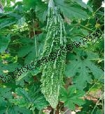 Bitter gourd seeds