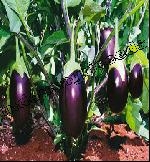 Brinjal seeds