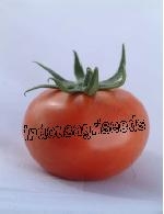 Tomato seeds