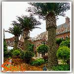 Artificial Palm Tree