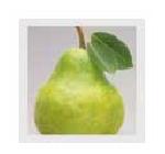 Pears