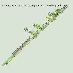 Packing line machine