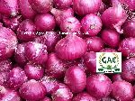 Nashik Fresh Onion