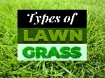 Garden Natural Lawn Grass Dealer