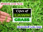 Garden Natural Lawn Grass Supplier
