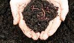 Organic Fertilizer