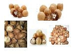 Arecanut (Ripe Sun Dried)
