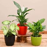 Indoor Plants
