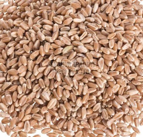 Wheat Grain