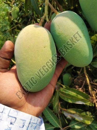 Raw Kesar Mango