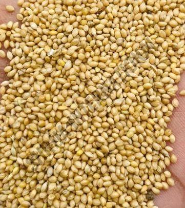 Foxtail Millet Seeds