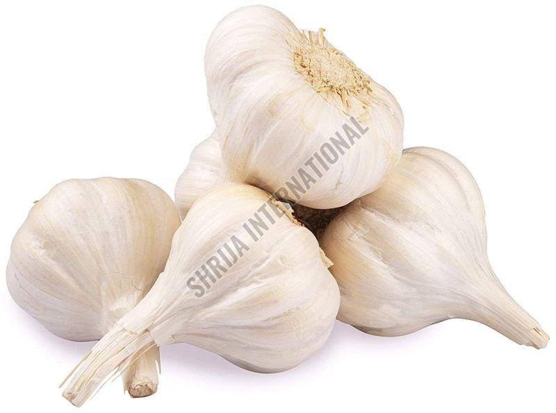 Fresh Garlic