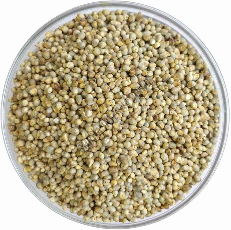 Pearl Millet Seeds