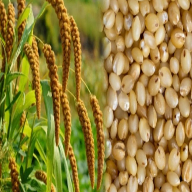 Foxtail Millet