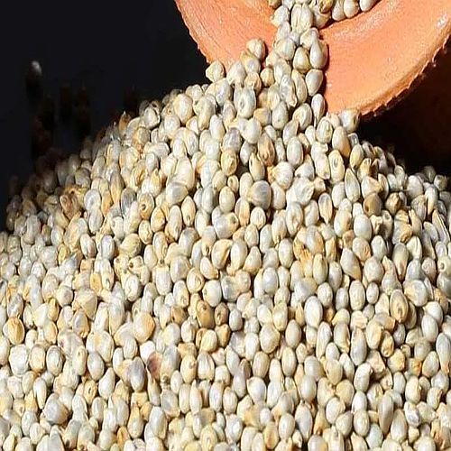 Hybrid Pearl Millet Seeds