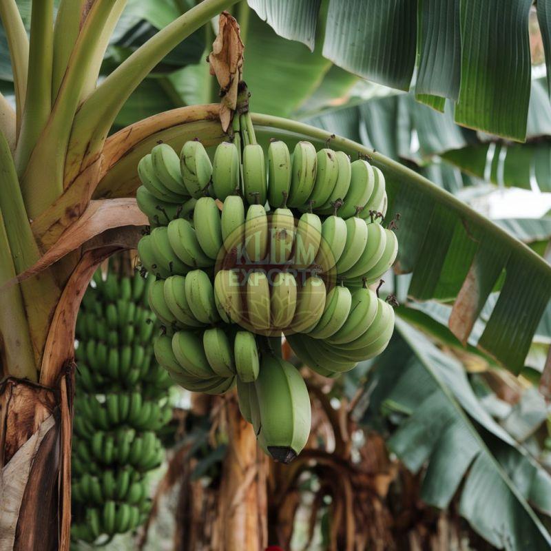 Raw Banana