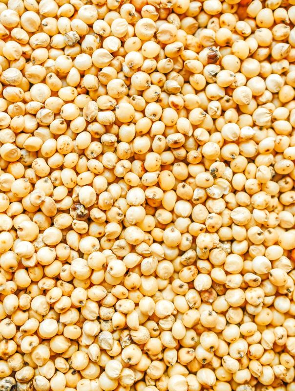 White Sorghum