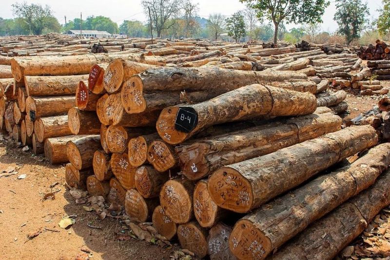 Indian Sandalwood Logs