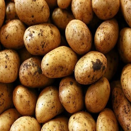 Brown Pukhraj Potato, Packaging Size : 25Kg for Cooking