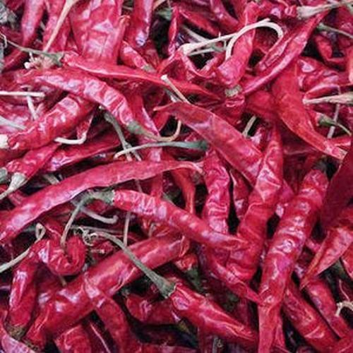 Syngenta HPH-5531 Dried Red Chilli